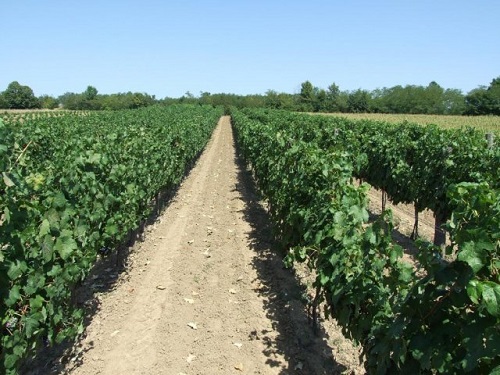 Popovića vinogradi 2